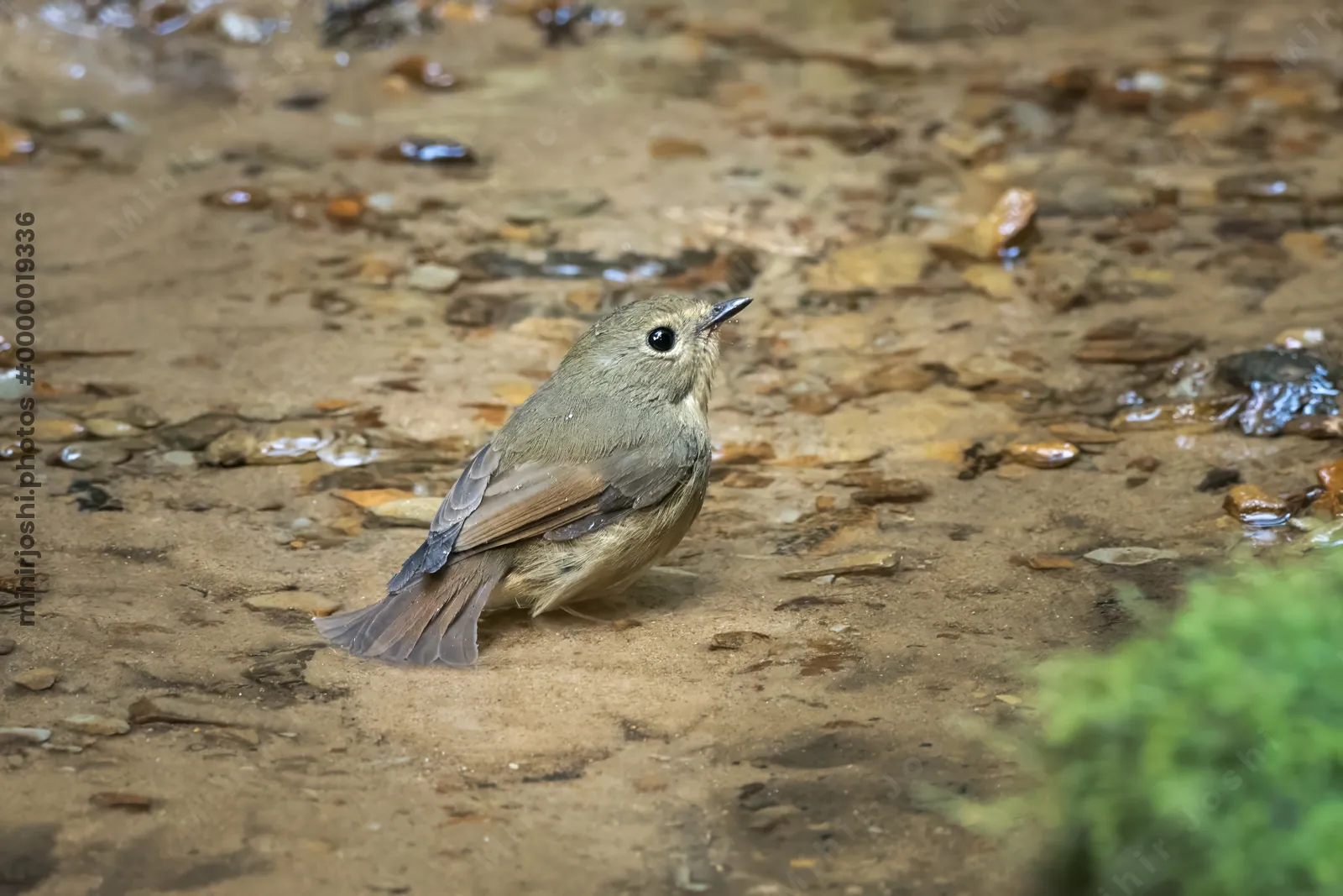 snowy-browed flycatcher (Ficedula hyperythra) seen at Dosdewa in Karimganj, Assam, India
