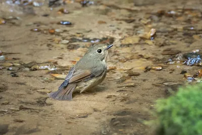 snowy-browed flycatcher (Ficedula hyperythra) seen at Dosdewa in Karimganj, Assam, India