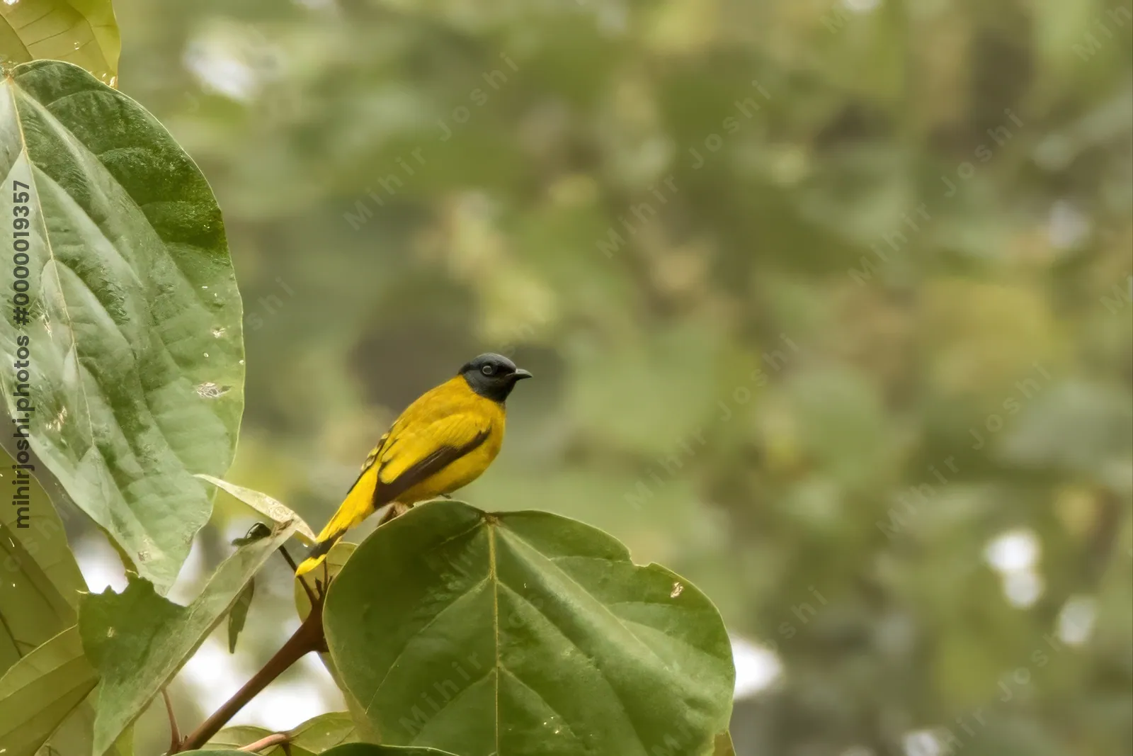 black-headed bulbul Brachypodius melanocephalos seen at Dosdewa in Karimganj, Assam, India