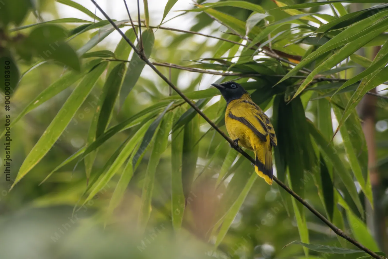 black-headed bulbul Brachypodius melanocephalos seen at Dosdewa in Karimganj, Assam, India