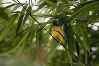 black-headed bulbul Brachypodius melanocephalos seen at Dosdewa in Karimganj, Assam, India