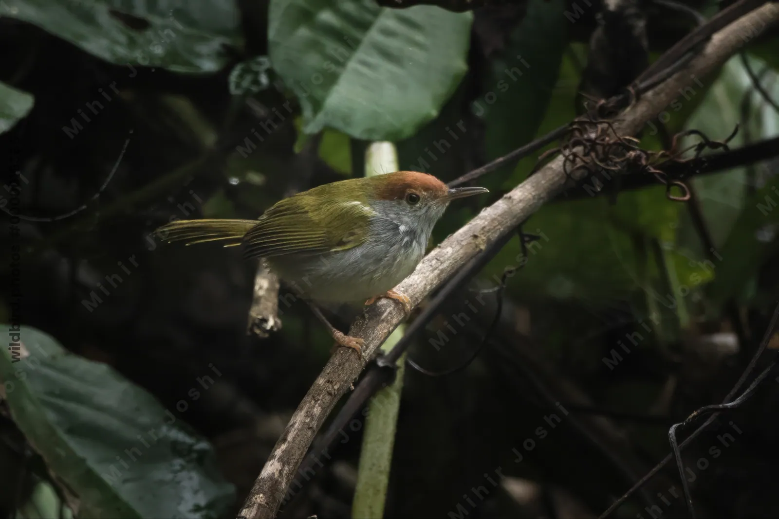 dark-necked tailorbird (Orthotomus atrogularis), a songbird species, observed at Dehing Patkai in Assam, India