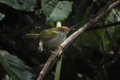 dark-necked tailorbird (Orthotomus atrogularis), a songbird species, observed at Dehing Patkai in Assam, India