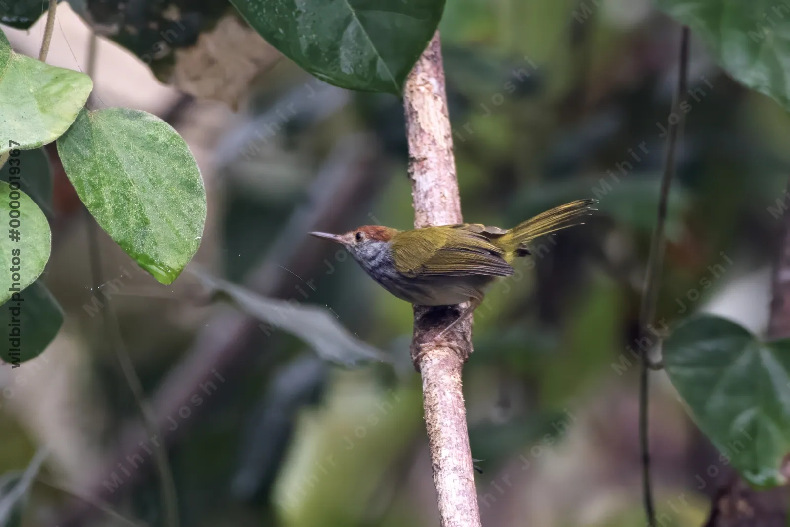 dark-necked tailorbird (Orthotomus atrogularis), a songbird species, observed at Dehing Patkai in Assam, India