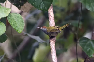 dark-necked tailorbird (Orthotomus atrogularis), a songbird species, observed at Dehing Patkai in Assam, India