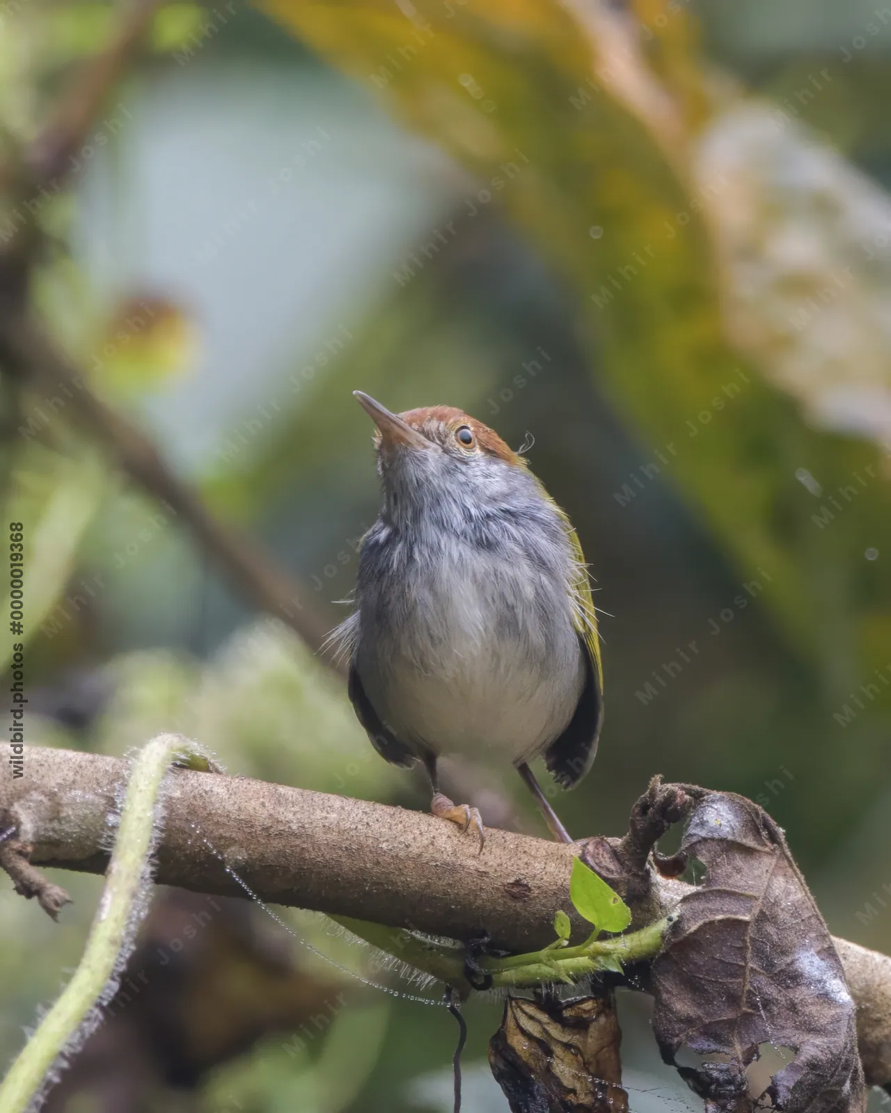 dark-necked tailorbird (Orthotomus atrogularis), a songbird species, observed at Dehing Patkai in Assam, India