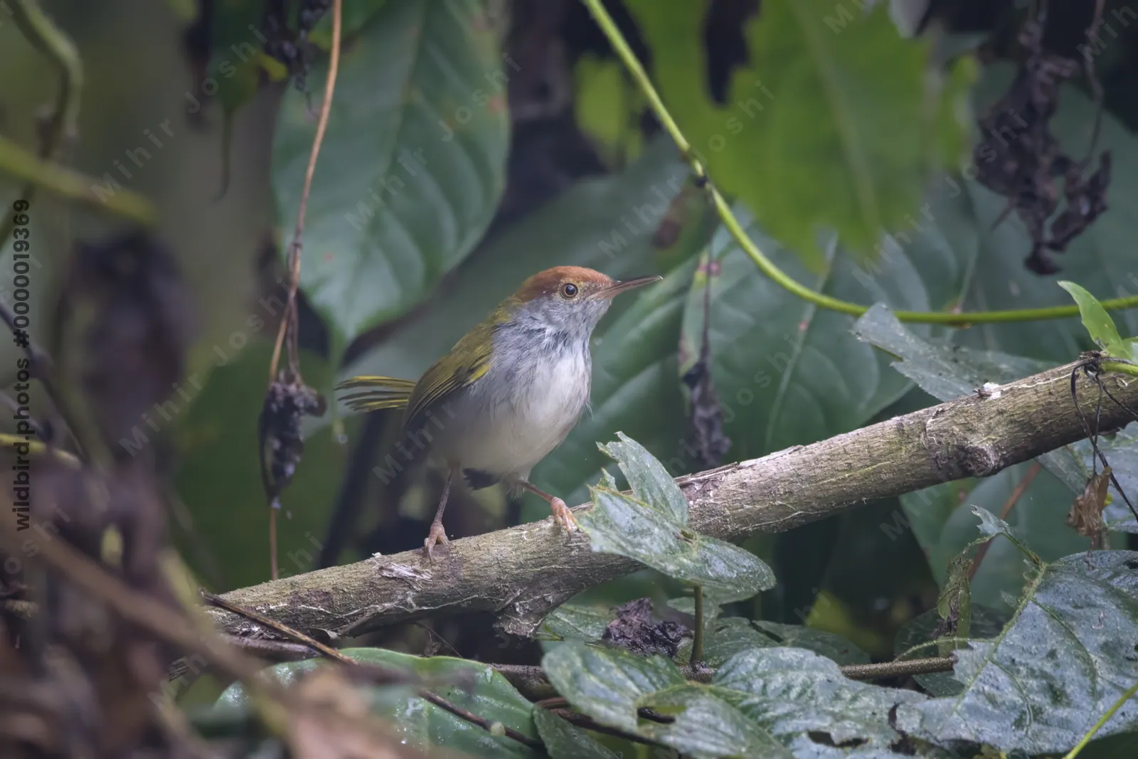 dark-necked tailorbird (Orthotomus atrogularis), a songbird species, observed at Dehing Patkai in Assam, India
