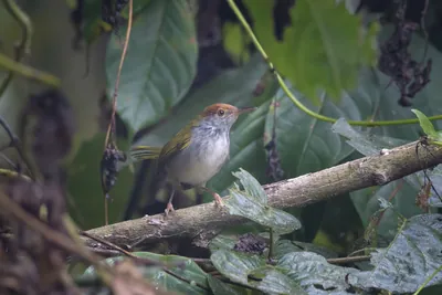 dark-necked tailorbird (Orthotomus atrogularis), a songbird species, observed at Dehing Patkai in Assam, India