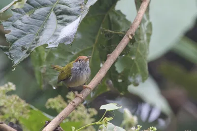 dark-necked tailorbird (Orthotomus atrogularis), a songbird species, observed at Dehing Patkai in Assam, India