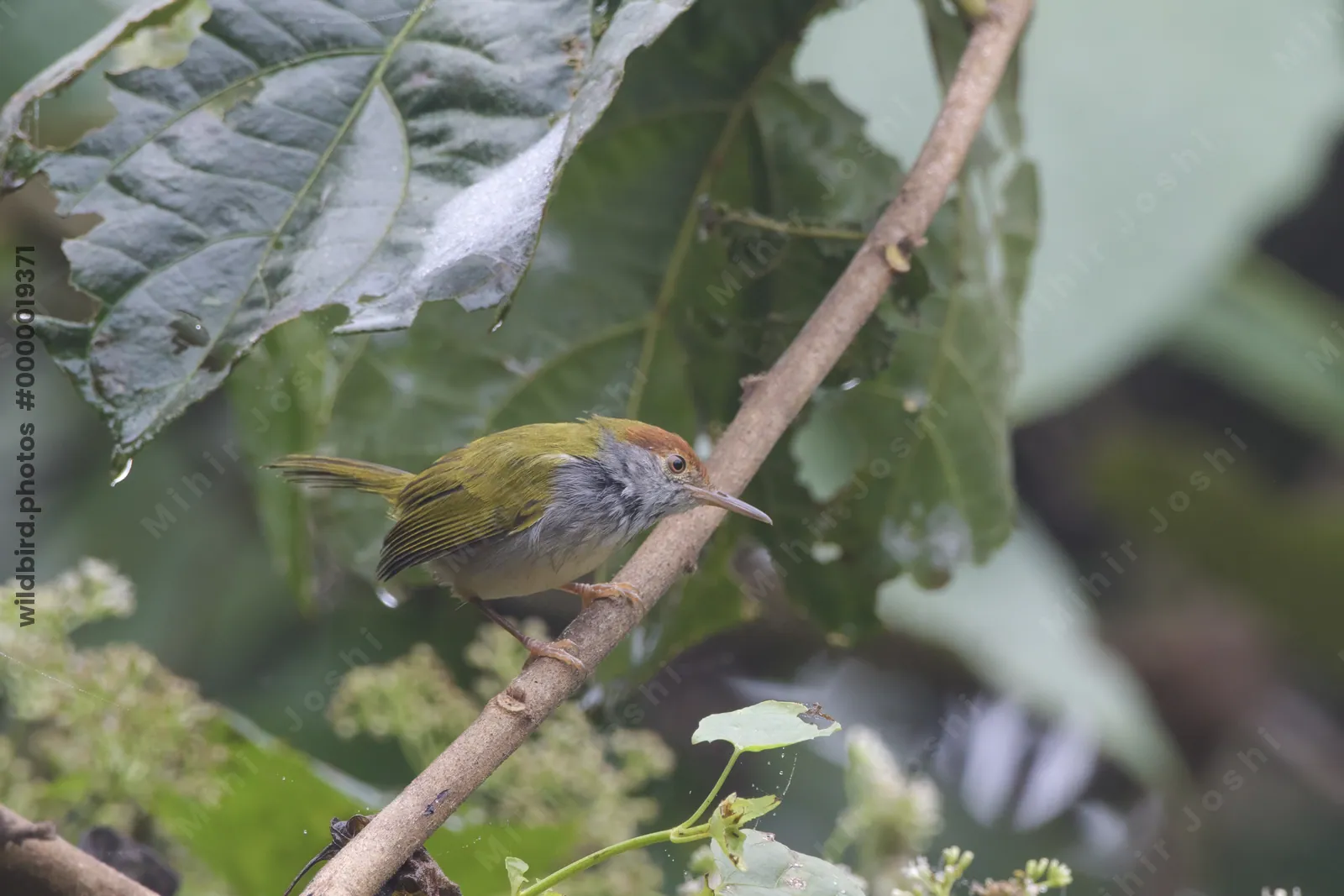 dark-necked tailorbird (Orthotomus atrogularis), a songbird species, observed at Dehing Patkai in Assam, India