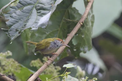 dark-necked tailorbird (Orthotomus atrogularis), a songbird species, observed at Dehing Patkai in Assam, India