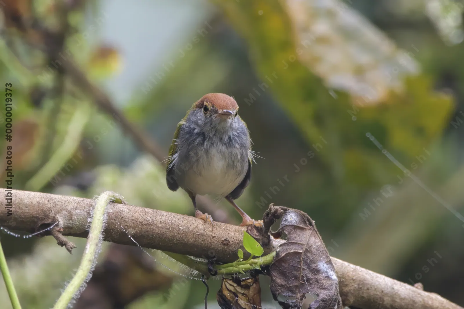 dark-necked tailorbird (Orthotomus atrogularis), a songbird species, observed at Dehing Patkai in Assam, India