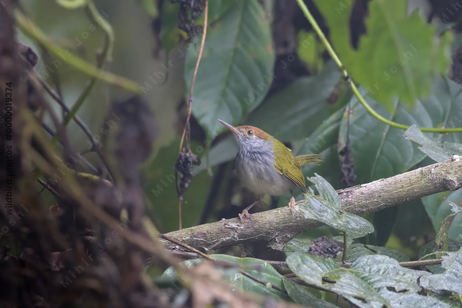 dark-necked tailorbird Orthotomus atrogularis, a songbird species, observed at Dehing Patkai in Assam, India