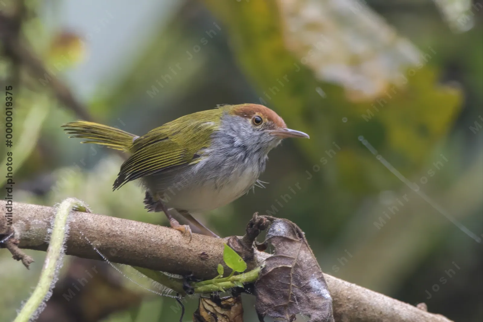 dark-necked tailorbird Orthotomus atrogularis, a songbird species, observed at Dehing Patkai in Assam, India
