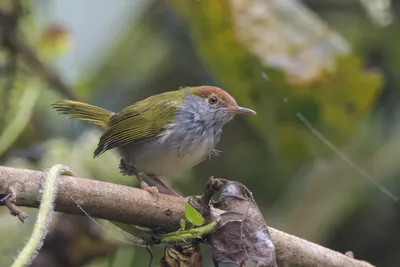 dark-necked tailorbird Orthotomus atrogularis, a songbird species, observed at Dehing Patkai in Assam, India