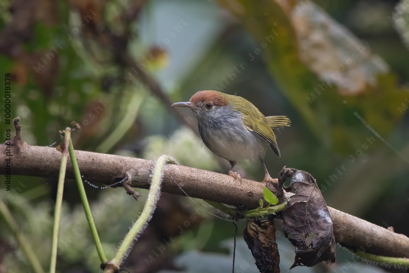 dark-necked tailorbird Orthotomus atrogularis, a songbird species, observed at Dehing Patkai in Assam, India