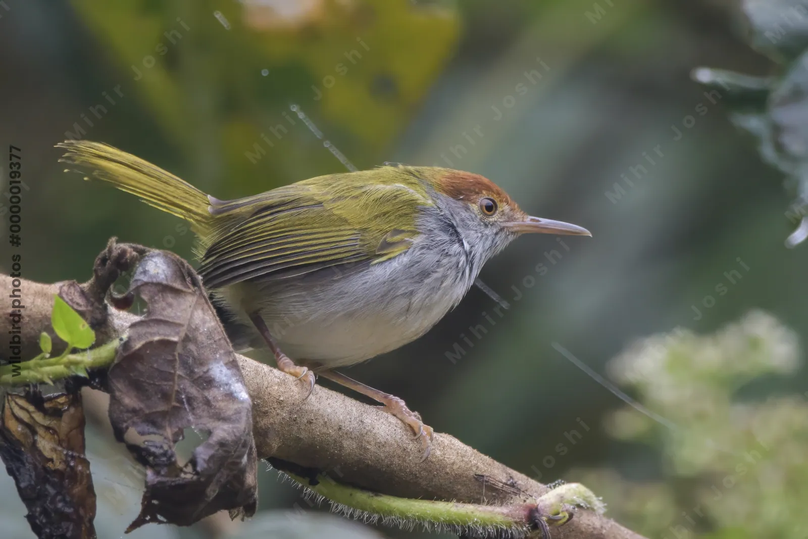 dark-necked tailorbird Orthotomus atrogularis, a songbird species, observed at Dehing Patkai in Assam, India