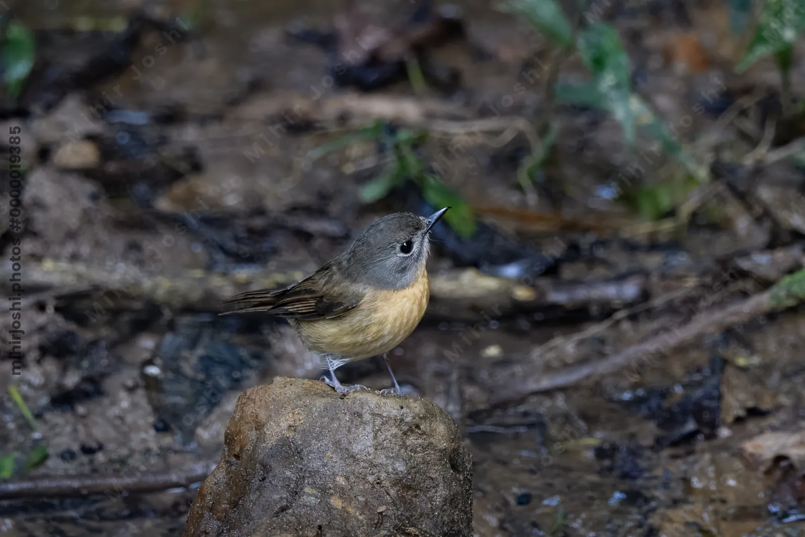 hill blue flycatcher (Cyornis whitei) seen at Dosdewa in Karimganj, Assam, India