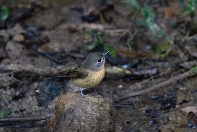hill blue flycatcher (Cyornis whitei) seen at Dosdewa in Karimganj, Assam, India
