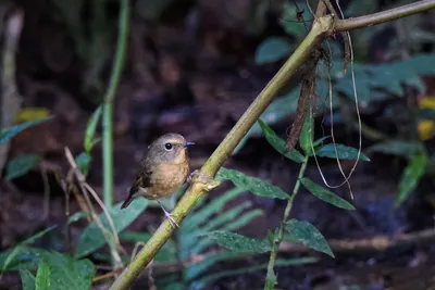 hill blue flycatcher (Cyornis whitei) seen at Dosdewa in Karimganj, Assam, India