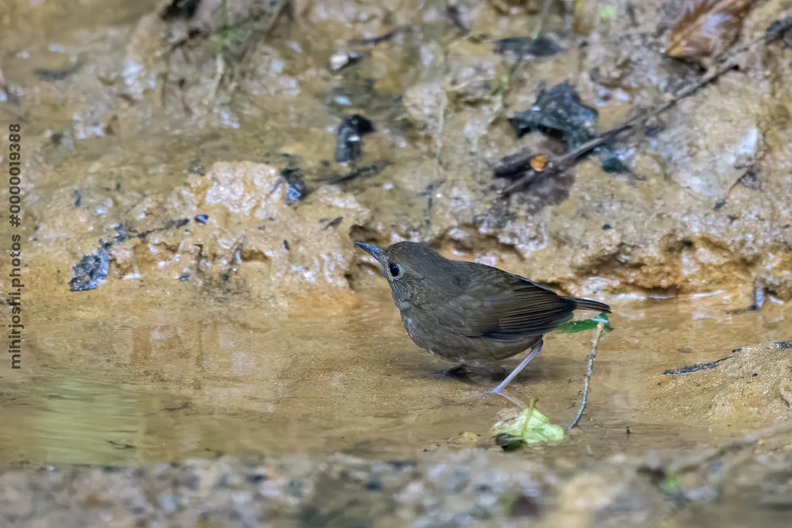 lesser shortwing (Brachypteryx leucophris) seen at Dosdewa in Karimganj, Assam, India