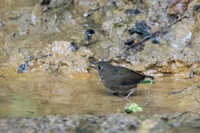 lesser shortwing (Brachypteryx leucophris) seen at Dosdewa in Karimganj, Assam, India