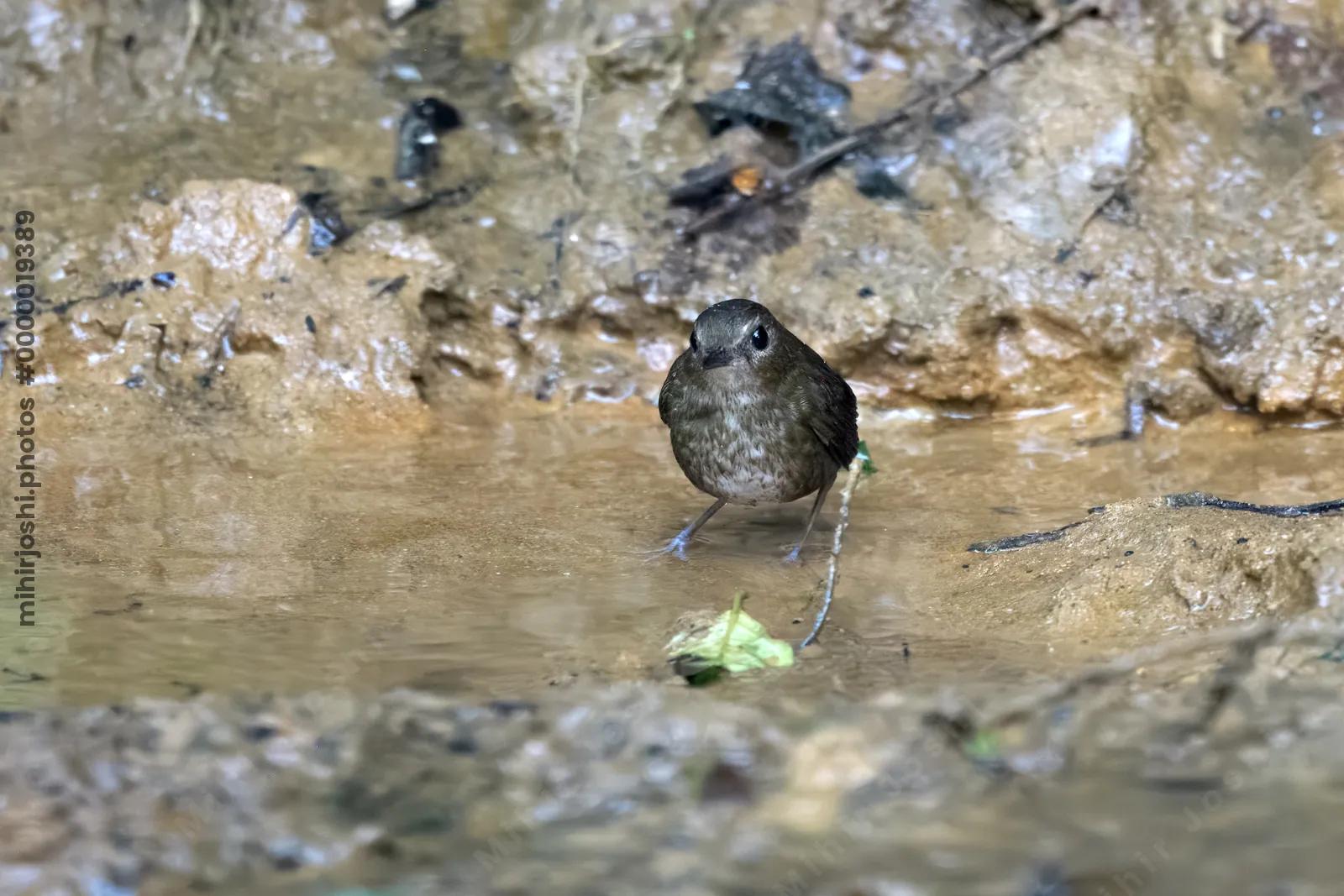lesser shortwing (Brachypteryx leucophris) seen at Dosdewa in Karimganj, Assam, India