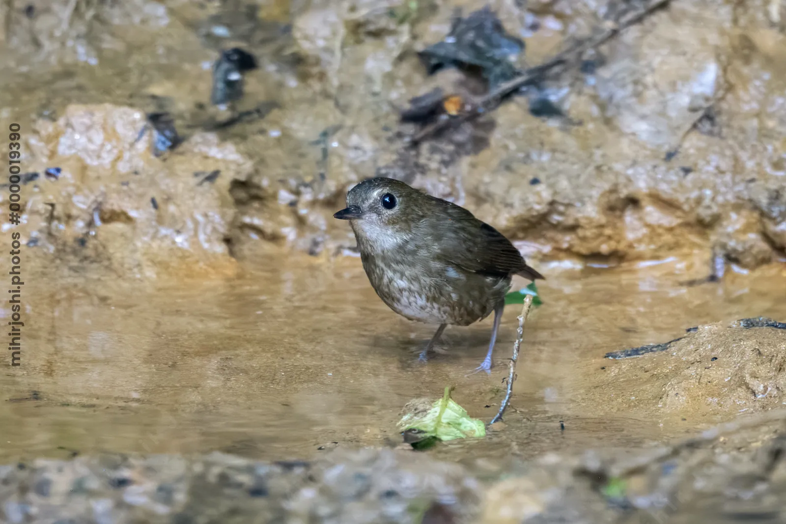 lesser shortwing (Brachypteryx leucophris) seen at Dosdewa in Karimganj, Assam, India