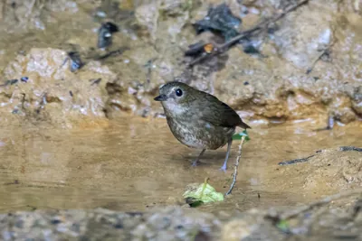 lesser shortwing (Brachypteryx leucophris) seen at Dosdewa in Karimganj, Assam, India