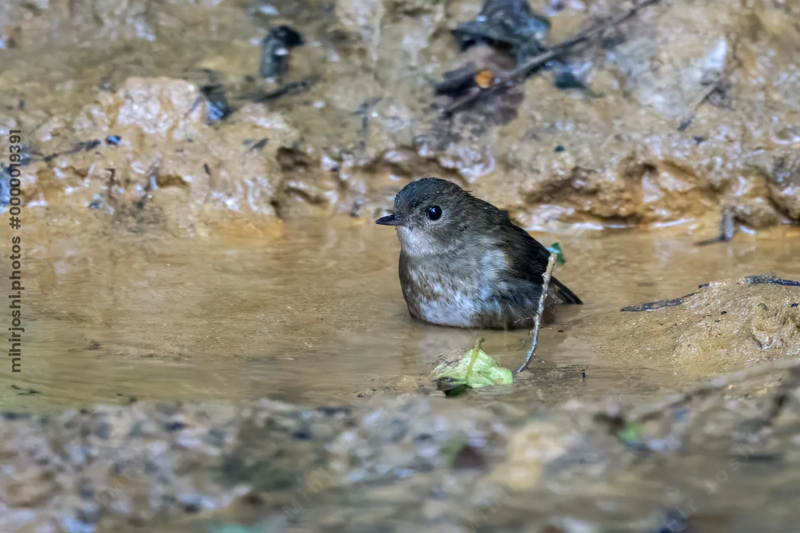 lesser shortwing (Brachypteryx leucophris) seen at Dosdewa in Karimganj, Assam, India
