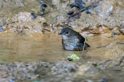 lesser shortwing (Brachypteryx leucophris) seen at Dosdewa in Karimganj, Assam, India