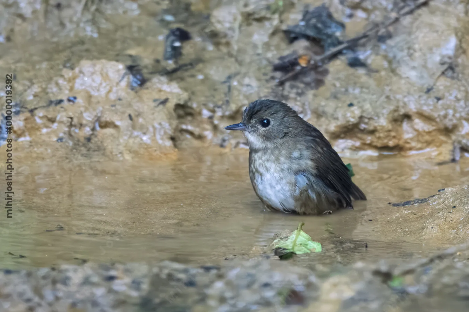 lesser shortwing (Brachypteryx leucophris) seen at Dosdewa in Karimganj, Assam, India