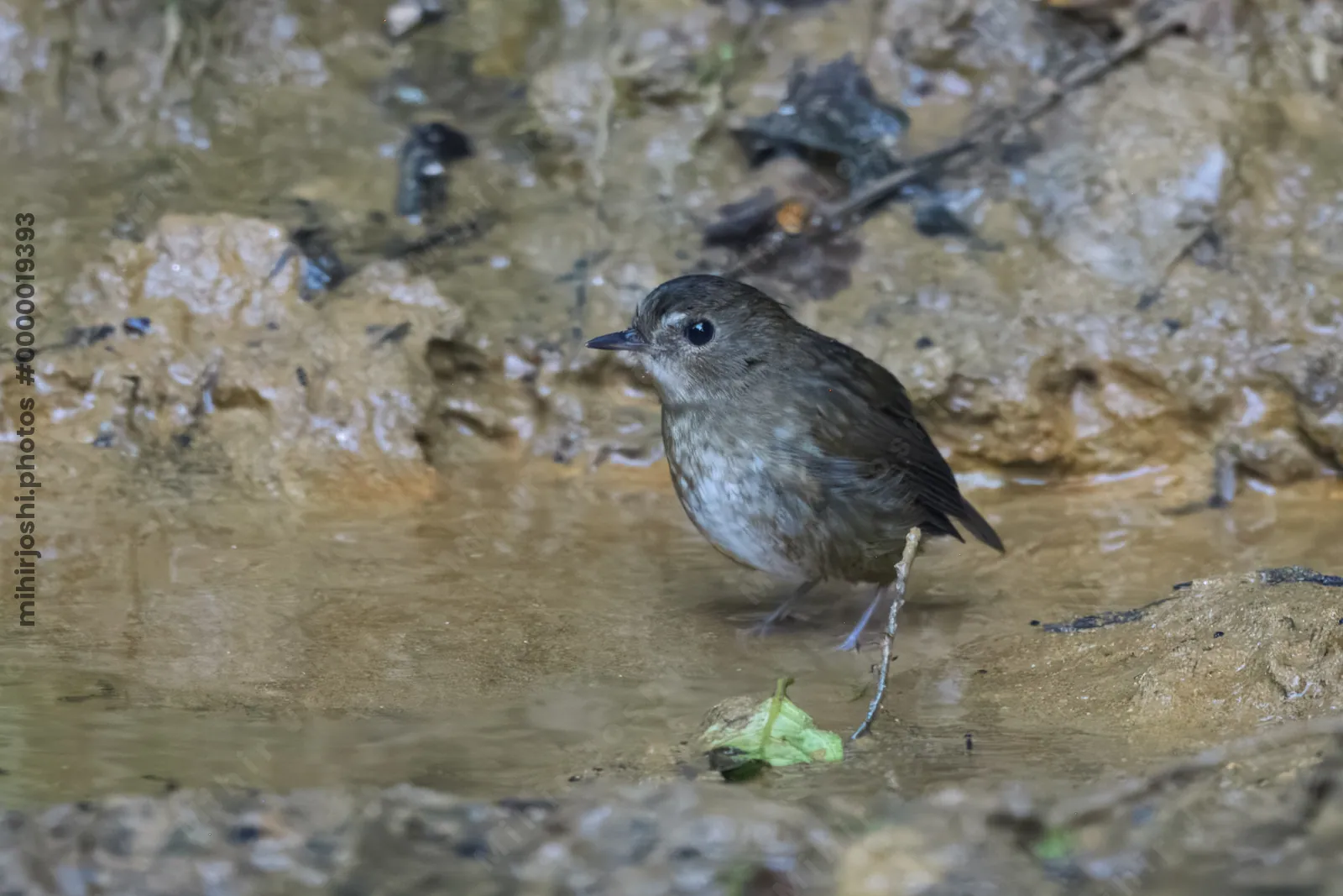 lesser shortwing (Brachypteryx leucophris) seen at Dosdewa in Karimganj, Assam, India