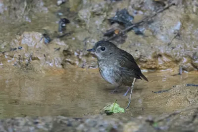 lesser shortwing (Brachypteryx leucophris) seen at Dosdewa in Karimganj, Assam, India