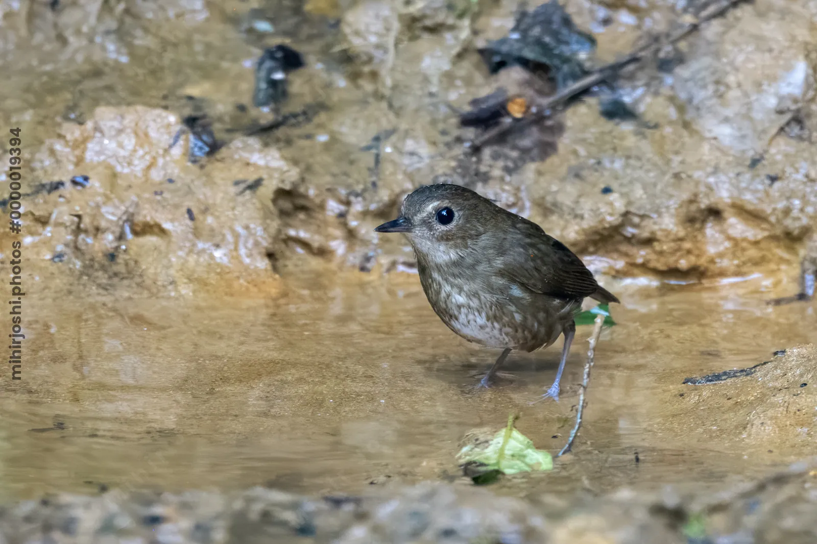 lesser shortwing (Brachypteryx leucophris) seen at Dosdewa in Karimganj, Assam, India