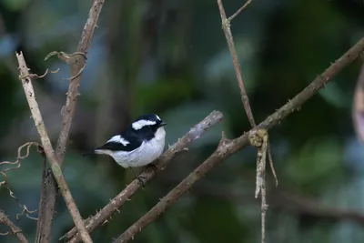 little pied flycatcher (Ficedula westermanni) seen at Dosdewa in Karimganj, Assam, India