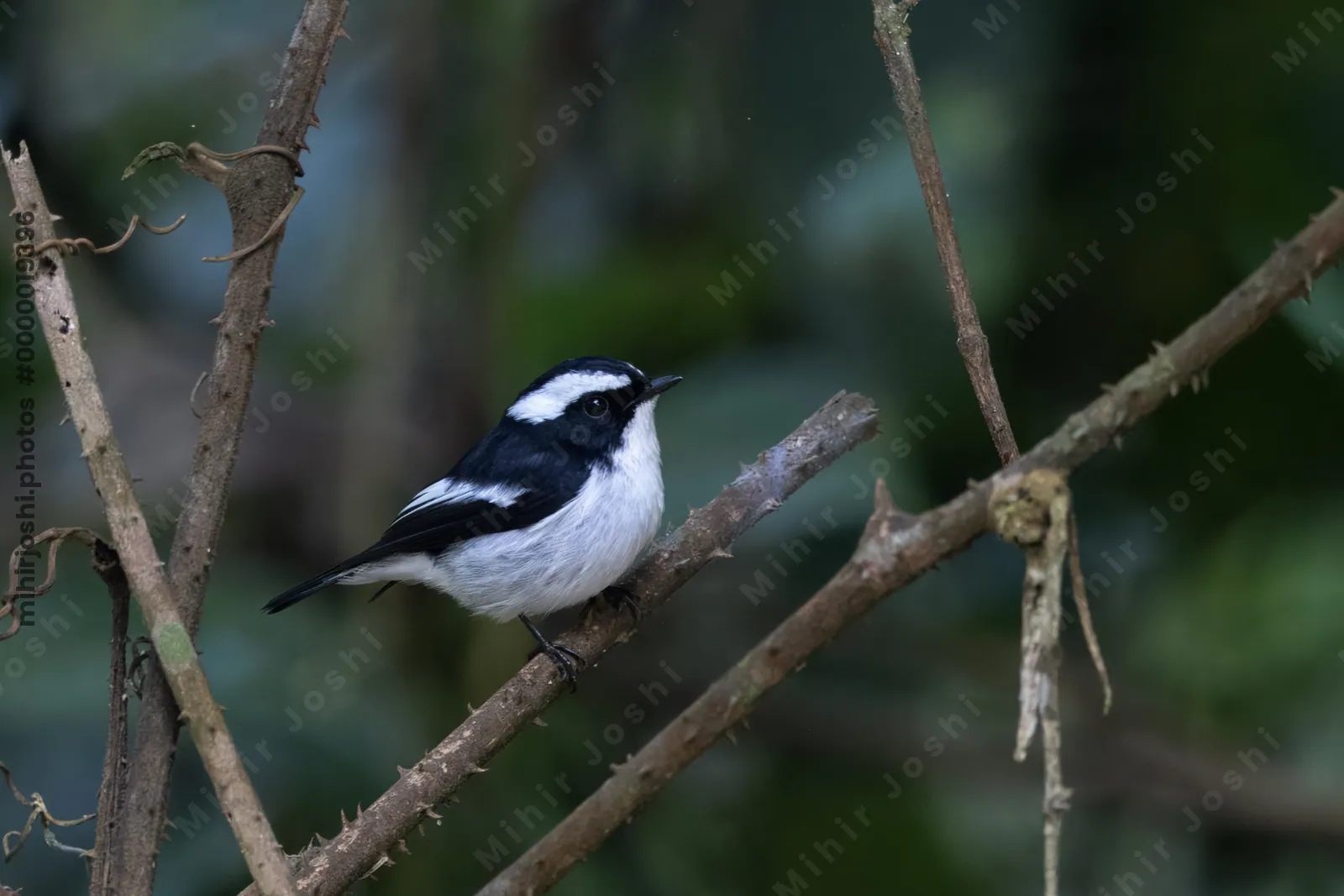 little pied flycatcher (Ficedula westermanni) seen at Dosdewa in Karimganj, Assam, India
