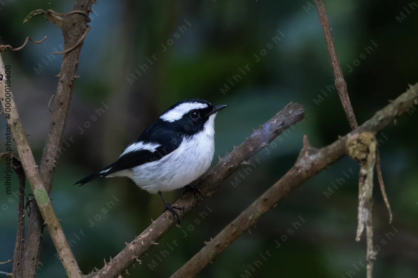 little pied flycatcher (Ficedula westermanni) seen at Dosdewa in Karimganj, Assam, India