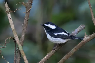 little pied flycatcher (Ficedula westermanni) seen at Dosdewa in Karimganj, Assam, India