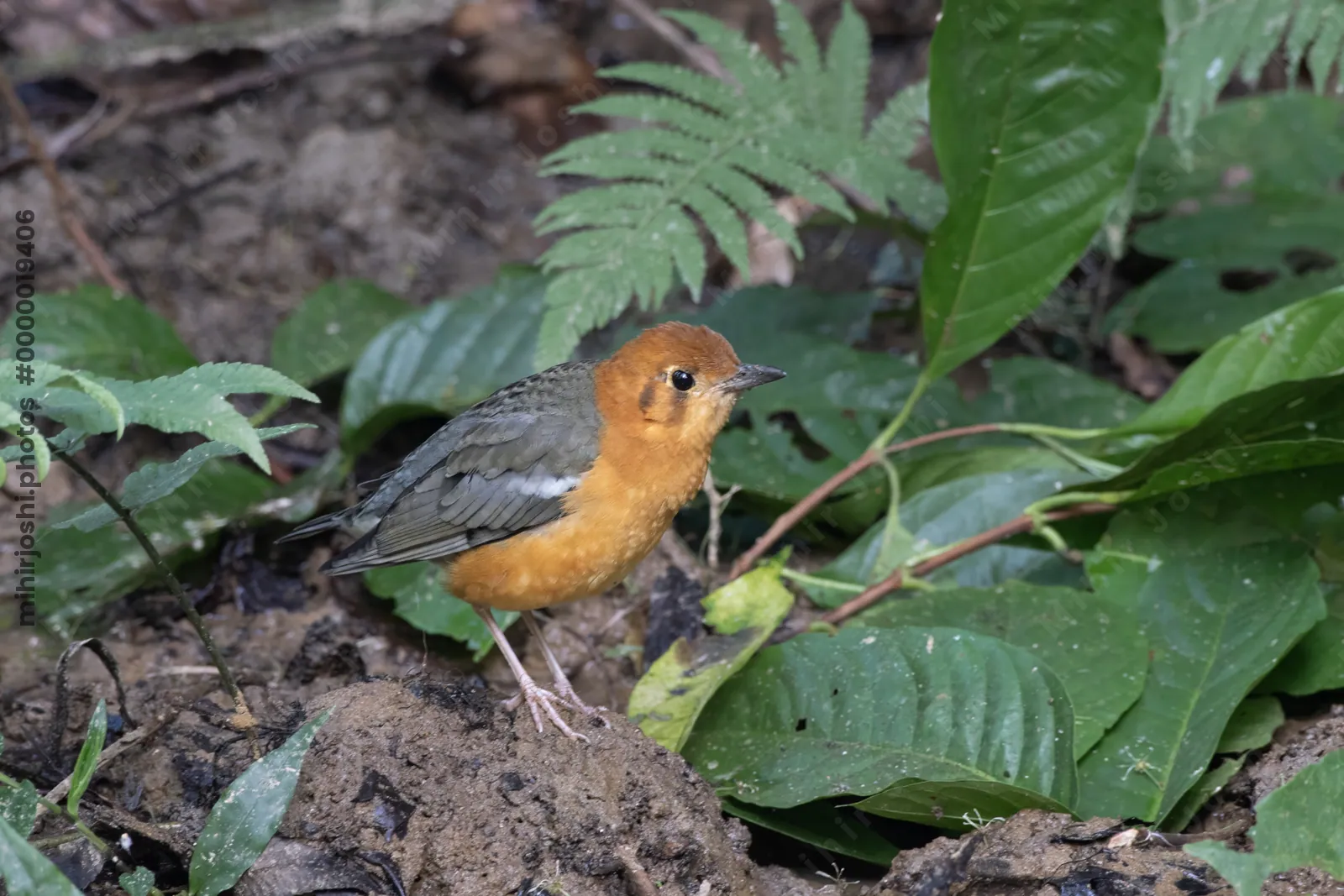 orange-headed thrush (Geokichla citrina) seen at Dosdewa in Karimganj, Assam, India