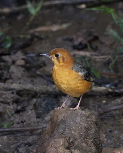 orange-headed thrush (Geokichla citrina) seen at Dosdewa in Karimganj, Assam, India
