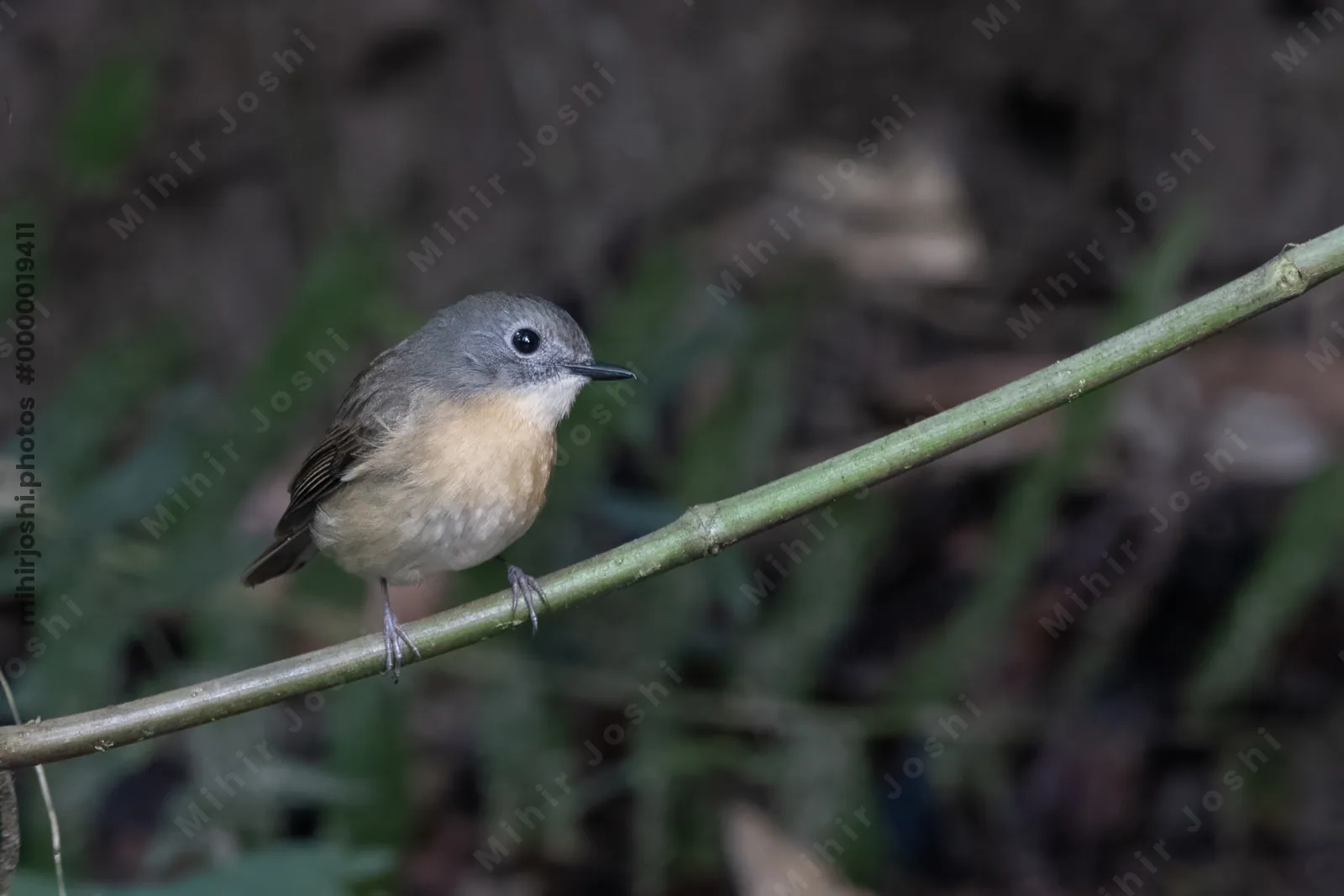 pale-chinned flycatcher (Cyornis poliogenys) seen at Dosdewa in Karimganj, Assam, India