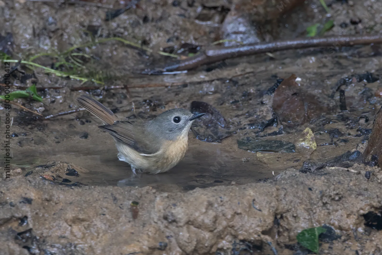 pale-chinned flycatcher (Cyornis poliogenys) seen at Dosdewa in Karimganj, Assam, India