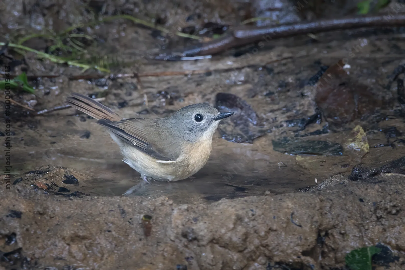 pale-chinned flycatcher (Cyornis poliogenys) seen at Dosdewa in Karimganj, Assam, India