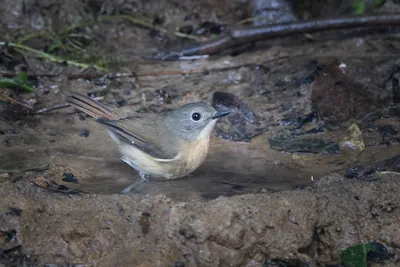 pale-chinned flycatcher (Cyornis poliogenys) seen at Dosdewa in Karimganj, Assam, India