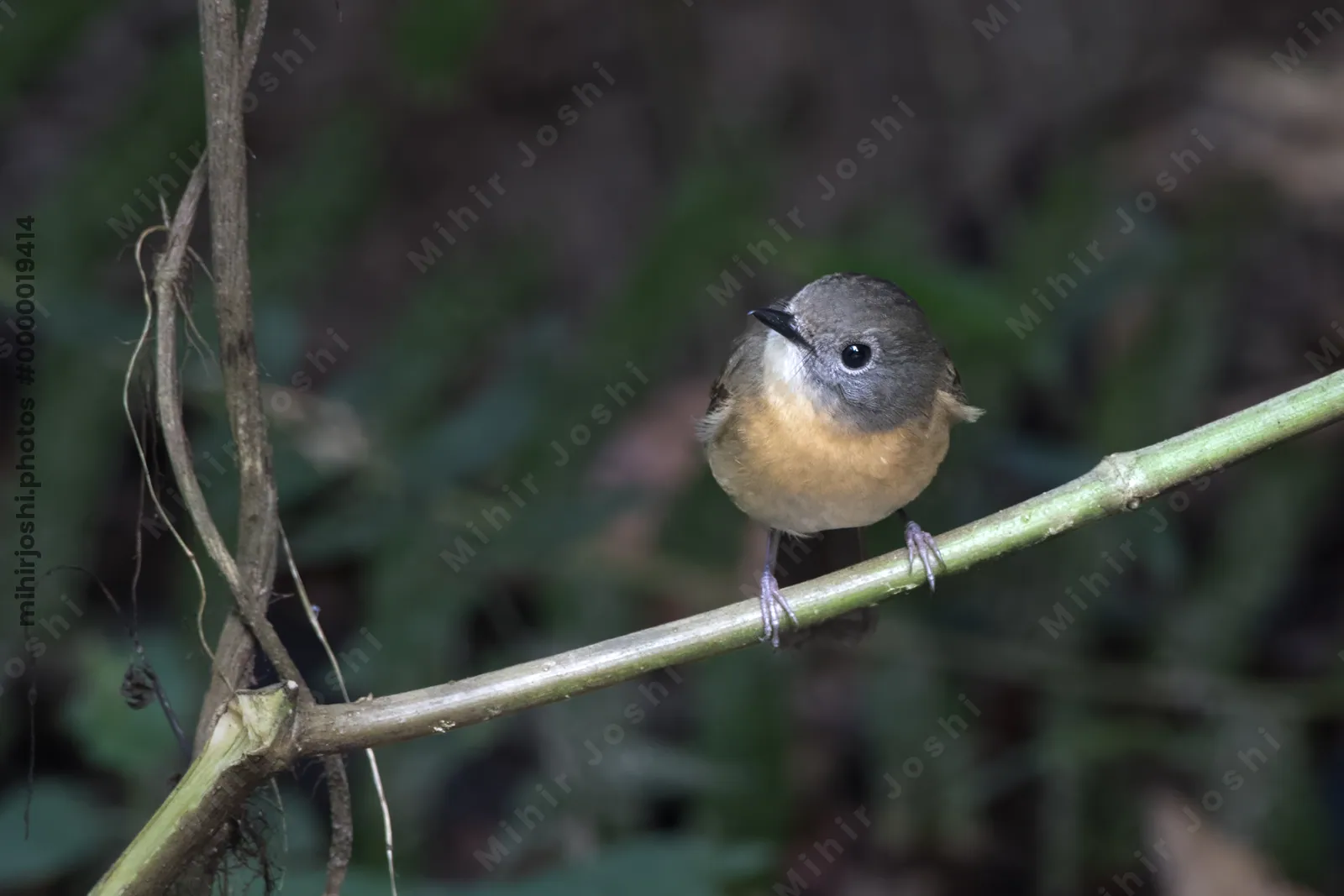 pale-chinned flycatcher (Cyornis poliogenys) seen at Dosdewa in Karimganj, Assam, India