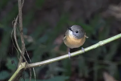 pale-chinned flycatcher (Cyornis poliogenys) seen at Dosdewa in Karimganj, Assam, India