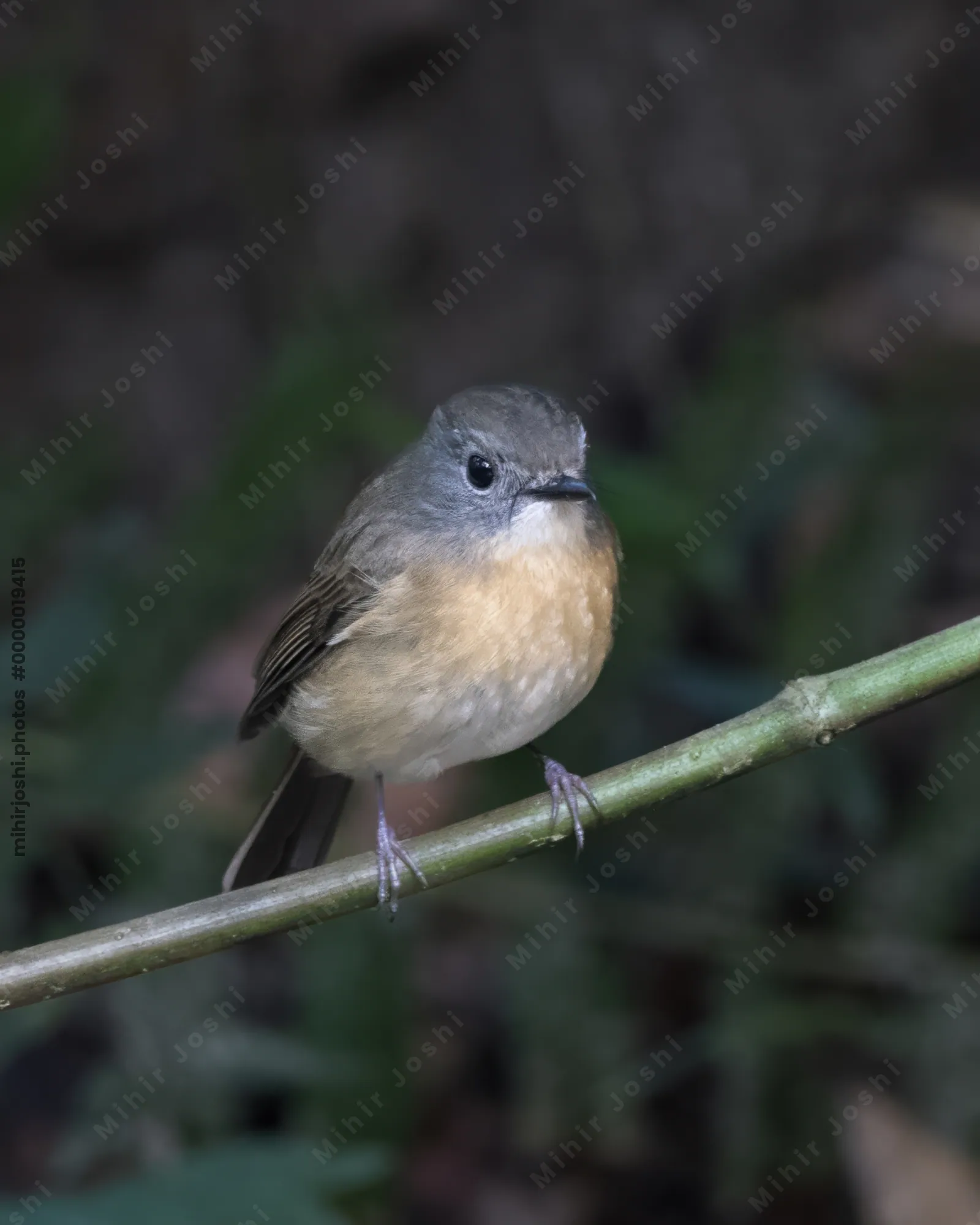 pale-chinned flycatcher (Cyornis poliogenys) seen at Dosdewa in Karimganj, Assam, India