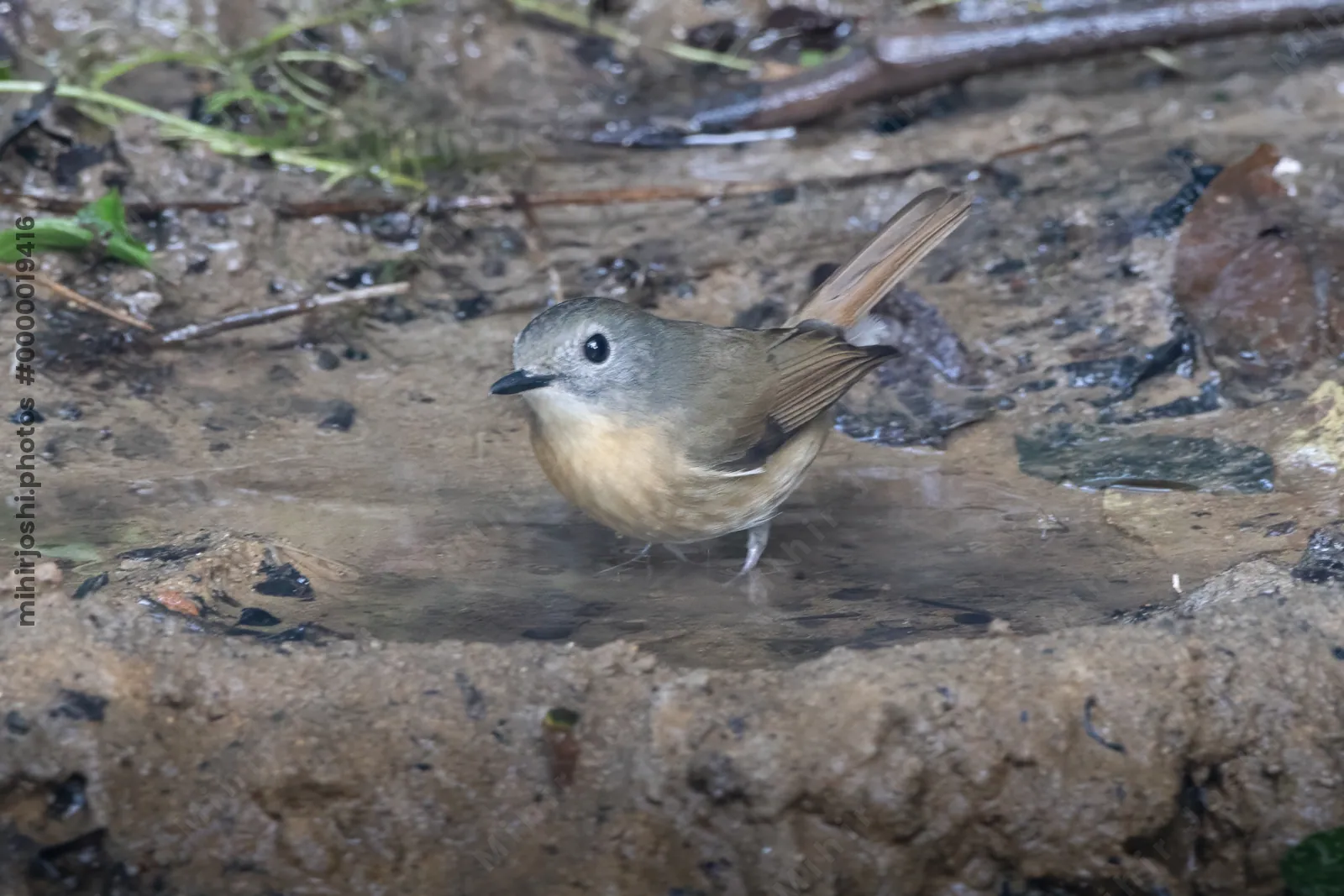 pale-chinned flycatcher (Cyornis poliogenys) seen at Dosdewa in Karimganj, Assam, India