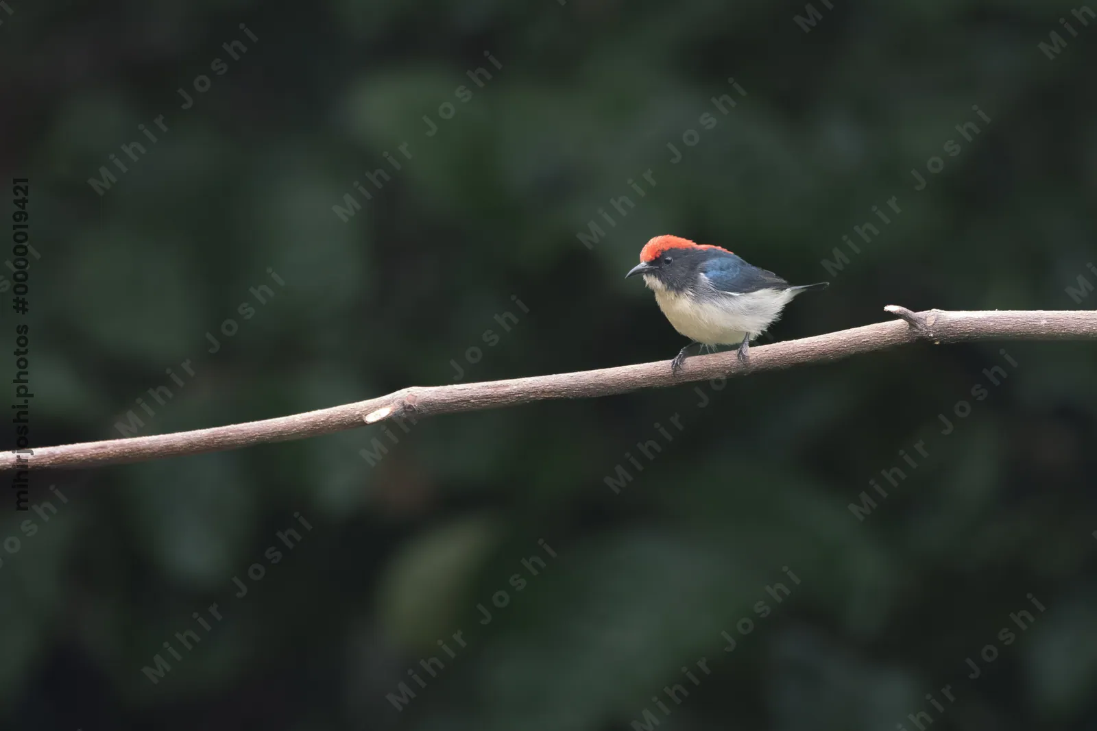 scarlet-backed flowerpecker (Dicaeum cruentatum) seen at Dosdewa in Karimganj, Assam, India